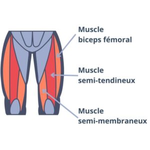 muscles ischio jambiers