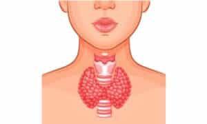 schema thyroide